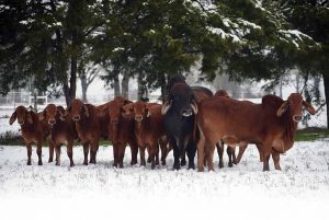 Red Brahmans in Snow