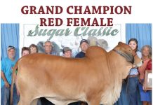 2016 Sugar Classic Show Results