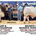 2017-AbbaNational-GrayBull-Show-Results