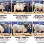 2017-AbbaNational-GrayBull-Show-Results-2