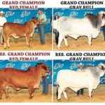 2017-Brazos-Valley-Show-Results