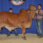 2017All-American-Results_CalfChampion