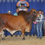 2017All-American-Results_GrandChampion