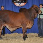2017All-American-Results_JuniorChampion