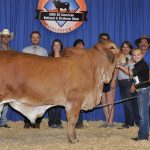 2017All-American-Results_ReserveCalfChampion