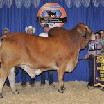 2017All-American-Results_ReserveGrandChampion