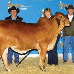 2019hlsr-calf-redfemale