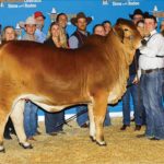 2019hlsr-resgrand-intermediate-redfemale