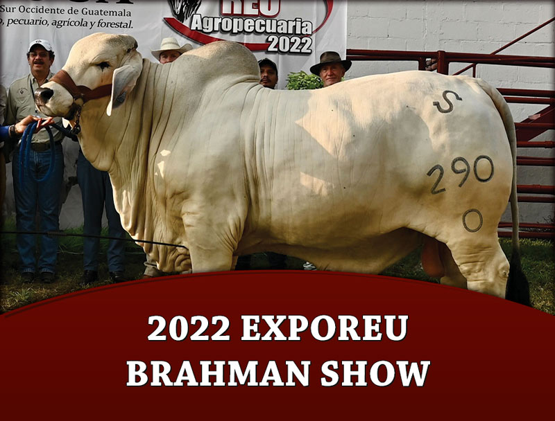 Competições da ExpoBrahman 2021 começam nesta quinta-feira – O Presente  Rural