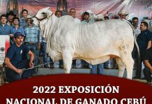 2022 Exposición Nacional de Ganado Cebú