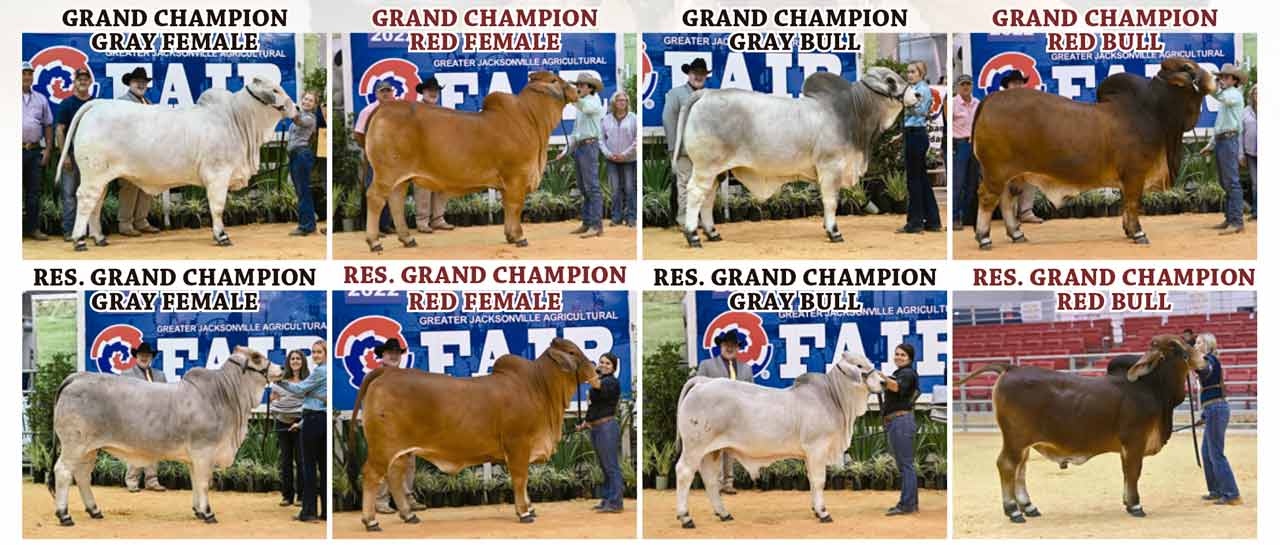 2022 Greater Jacksonville Fair The Brahman Journal