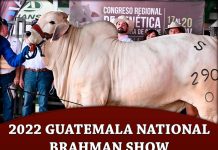 2022 Guatemala National Brahman Show