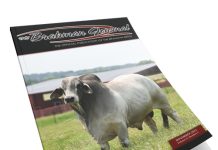 2022 November – Brahman Journal 2022-TBJ-FI-November