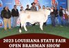 2023 Louisiana State Fair Open Brahman Show