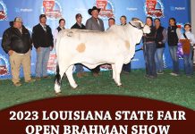 2023 Louisiana State Fair Open Brahman Show