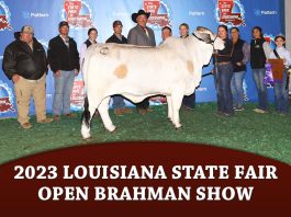2023 Louisiana State Fair Open Brahman Show