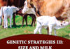 Texas Adapted Genetic Strategies for Beef Cattle III: Size and Milk