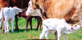 Texas Adapted Genetic Strategies for Beef Cattle III: Size and Milk
