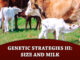 Texas Adapted Genetic Strategies for Beef Cattle III: Size and Milk
