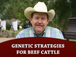Texas Adapted Genetic Strategies for Beef Cattle An Overview