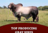 Top Producing Gray Sires by Number of Progeny