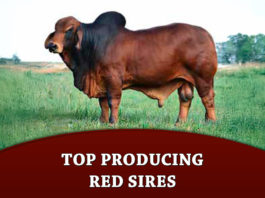 Top Producing Red Sires by Number of Progeny