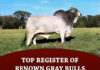 ABBA Top Register of Renown Gray Bull