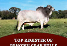 ABBA Top Register of Renown Gray Bull
