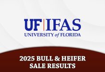 2025 University of Florida Bull & Heifer Sale Results