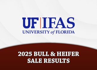 2025 University of Florida Bull & Heifer Sale Results
