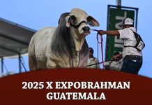 2025 X Expobrahman Guatemala