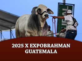 2025 X Expobrahman Guatemala