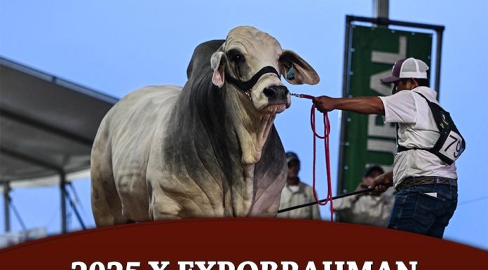 2025 X Expobrahman Guatemala