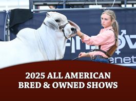 2025 All American Bred & Owned Shows