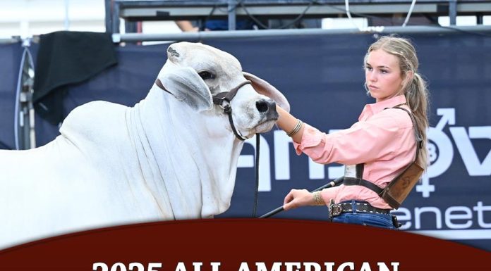 2025 All American Bred & Owned Shows