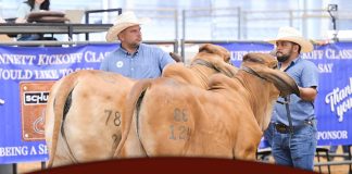 2025 Bluebonnet Kick Off Classic Open Show – Group Classes