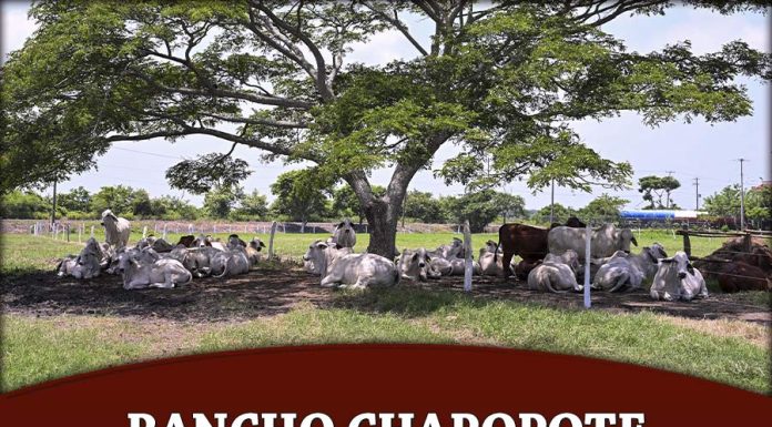 Rancho Chapopote Field Day