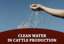 Importance of Clean Water in Cattle Production