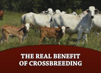 The Real Benefit of Crossbreeding