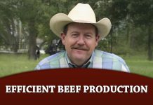The Role of Brahman Cattle in Efficient Beef Production