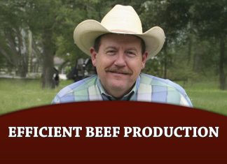 The Role of Brahman Cattle in Efficient Beef Production