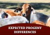 Texas Adapted Genetic Strategies for Beef Cattle VIII: Expected Progeny Differences