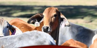 Texas Adapted Genetic Strategies for Beef Cattle VIII: Expected Progeny Differences