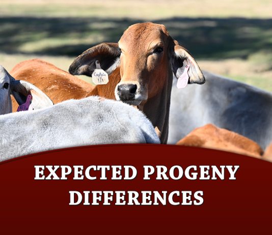 Texas Adapted Genetic Strategies for Beef Cattle VIII: Expected Progeny Differences