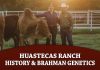 Huastecas Ranch: History, Passion & Brahman Genetics