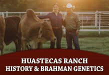 Huastecas Ranch: History, Passion & Brahman Genetics