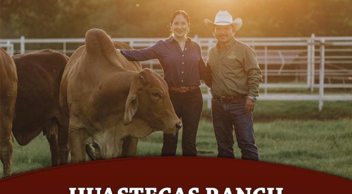 Huastecas Ranch: History, Passion & Brahman Genetics