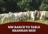 Mw Ranch to Table Brahman Beef