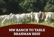 Mw Ranch to Table Brahman Beef