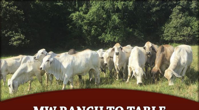 Mw Ranch to Table Brahman Beef